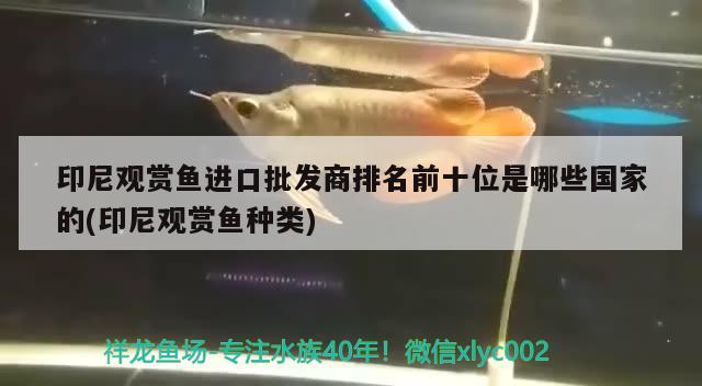 印尼觀賞魚進口批發(fā)商排名前十位是哪些國家的(印尼觀賞魚種類) 觀賞魚進出口