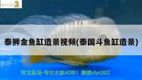 泰獅金魚缸造景視頻(泰國斗魚缸造景) 泰國斗魚