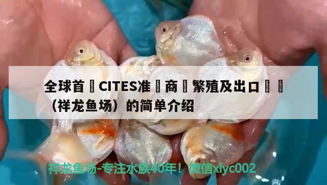 全球首獲CITES準(zhǔn)證商業(yè)繁殖及出口龍魚（祥龍魚場）的簡單介紹 祥龍魚場 第3張