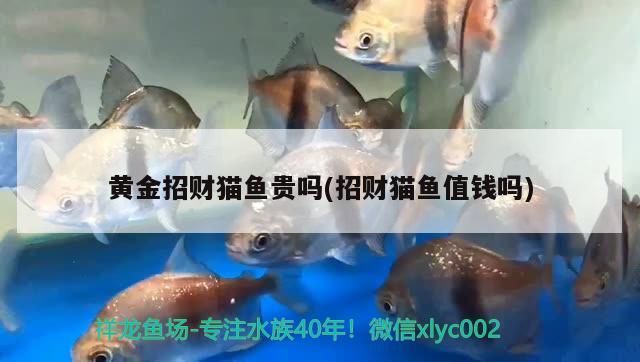 黃金招財貓魚貴嗎(招財貓魚值錢嗎)