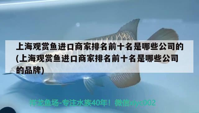 上海觀賞魚進(jìn)口商家排名前十名是哪些公司的(上海觀賞魚進(jìn)口商家排名前十名是哪些公司的品牌) 觀賞魚進(jìn)出口