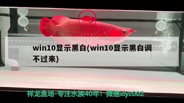 win10顯示黑白(win10顯示黑白調(diào)不過來) 潛水艇魚