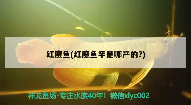 紅魔魚(yú)(紅魔魚(yú)竿是哪產(chǎn)的？) 垂釣樂(lè)園