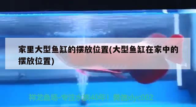 家里大型魚缸的擺放位置(大型魚缸在家中的擺放位置) 黃金斑馬魚