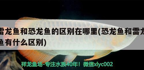 雷龍魚和恐龍魚的區(qū)別在哪里(恐龍魚和雷龍魚有什么區(qū)別) 養(yǎng)魚知識