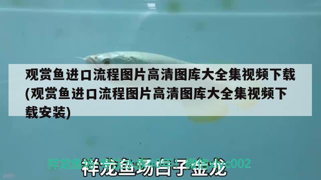 觀賞魚進(jìn)口流程圖片高清圖庫大全集視頻下載(觀賞魚進(jìn)口流程圖片高清圖庫大全集視頻下載安裝) 觀賞魚進(jìn)出口