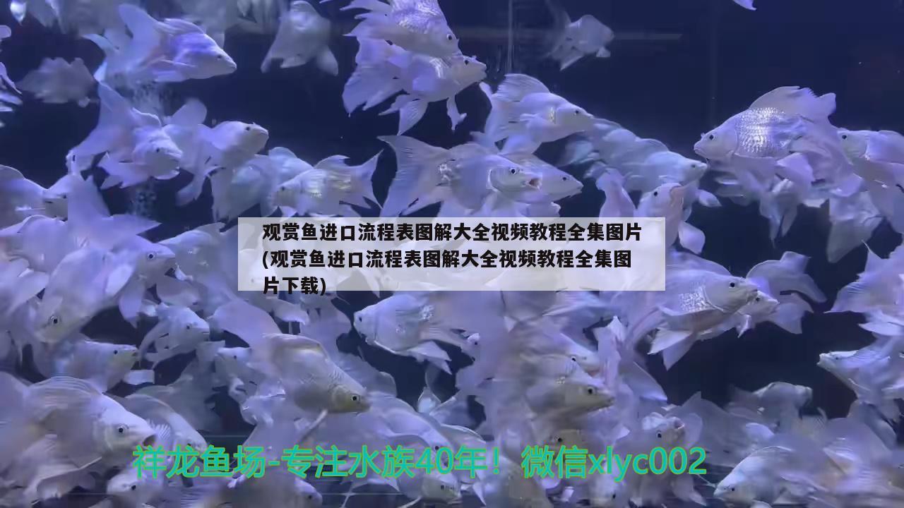 觀賞魚進口流程表圖解大全視頻教程全集圖片(觀賞魚進口流程表圖解大全視頻教程全集圖片下載) 觀賞魚進出口