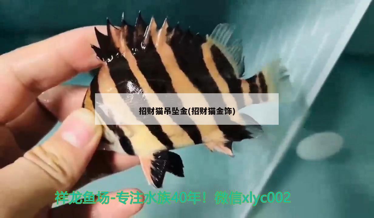 招財(cái)貓吊墜金(招財(cái)貓金飾) 森森魚缸