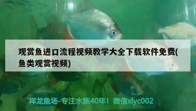 觀賞魚進(jìn)口流程視頻教學(xué)大全下載軟件免費(fèi)(魚類觀賞視頻) 觀賞魚進(jìn)出口