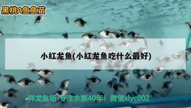 小紅龍魚(小紅龍魚吃什么最好) 純血皇冠黑白魟魚