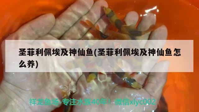 圣菲利佩埃及神仙魚(yú)(圣菲利佩埃及神仙魚(yú)怎么養(yǎng)) 埃及神仙魚(yú)