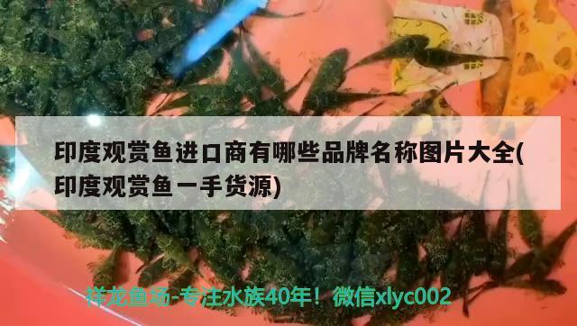 印度觀賞魚進口商有哪些品牌名稱圖片大全(印度觀賞魚一手貨源) 觀賞魚進出口