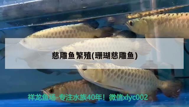 慈雕魚繁殖(珊瑚慈雕魚) 慈雕魚