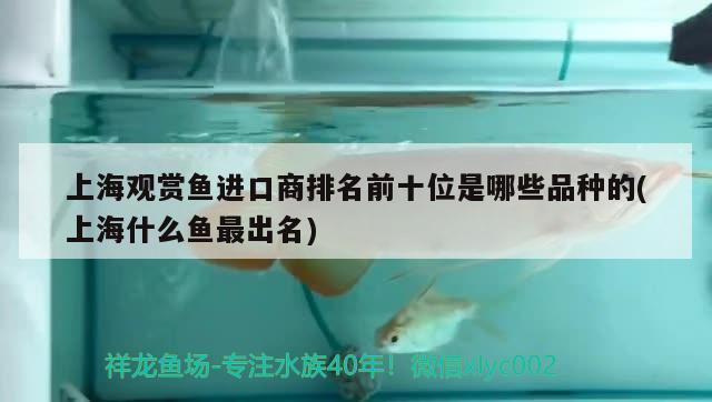 上海觀賞魚進口商排名前十位是哪些品種的(上海什么魚最出名) 觀賞魚進出口