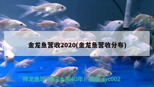 金龍魚營收2020(金龍魚營收分布)