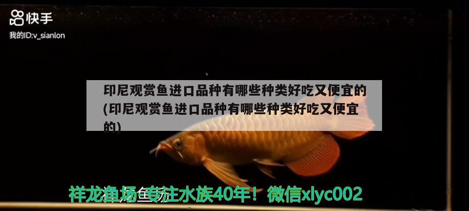 印尼觀賞魚進(jìn)口品種有哪些種類好吃又便宜的(印尼觀賞魚進(jìn)口品種有哪些種類好吃又便宜的) 觀賞魚進(jìn)出口