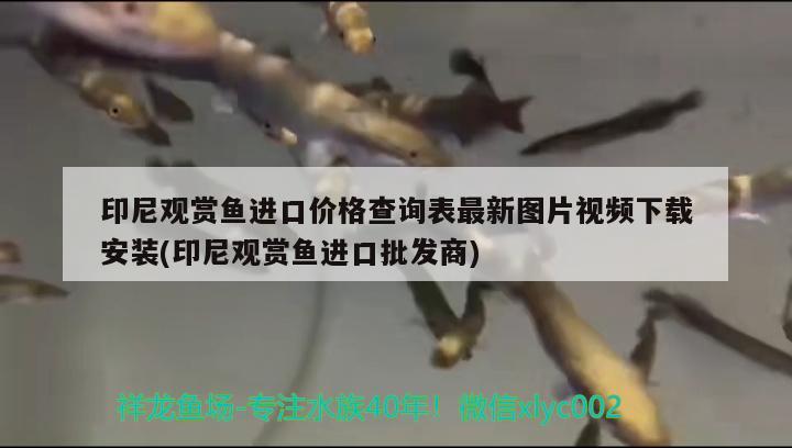 印尼觀賞魚進口價格查詢表最新圖片視頻下載安裝(印尼觀賞魚進口批發(fā)商) 觀賞魚進出口