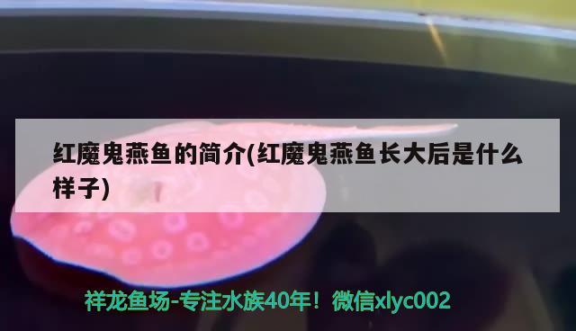 紅魔鬼燕魚的簡介(紅魔鬼燕魚長大后是什么樣子) 養(yǎng)魚知識