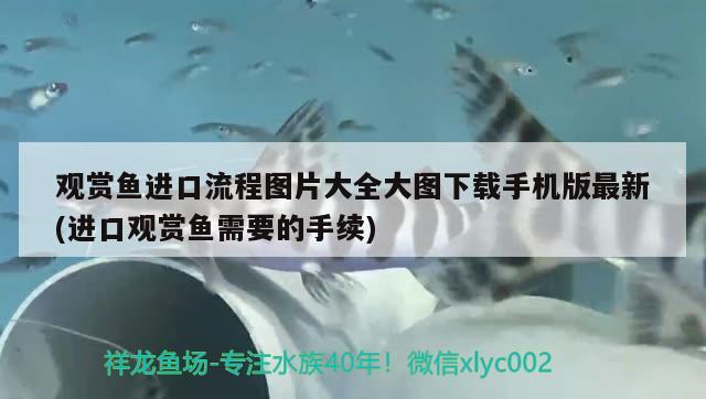 觀賞魚進口流程圖片大全大圖下載手機版最新(進口觀賞魚需要的手續(xù)) 觀賞魚進出口