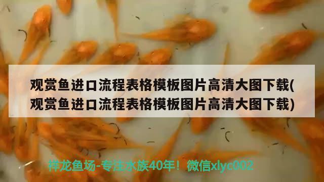 觀賞魚進(jìn)口流程表格模板圖片高清大圖下載(觀賞魚進(jìn)口流程表格模板圖片高清大圖下載)