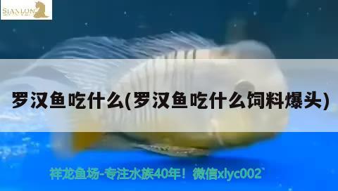 羅漢魚吃什么(羅漢魚吃什么飼料爆頭) 羅漢魚