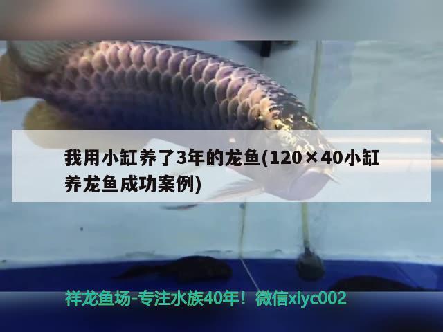 我用小缸養(yǎng)了3年的龍魚(120×40小缸養(yǎng)龍魚成功案例) 銀河星鉆魚