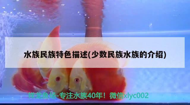 水族民族特色描述(少數(shù)民族水族的介紹)