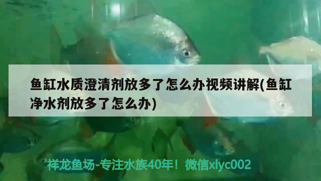 魚缸水質(zhì)澄清劑放多了怎么辦視頻講解(魚缸凈水劑放多了怎么辦) ?；?異型虎魚/純色虎魚