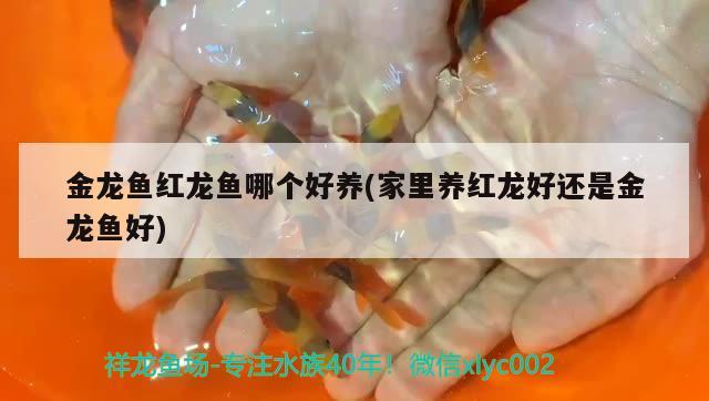 金龍魚紅龍魚哪個好養(yǎng)(家里養(yǎng)紅龍好還是金龍魚好)