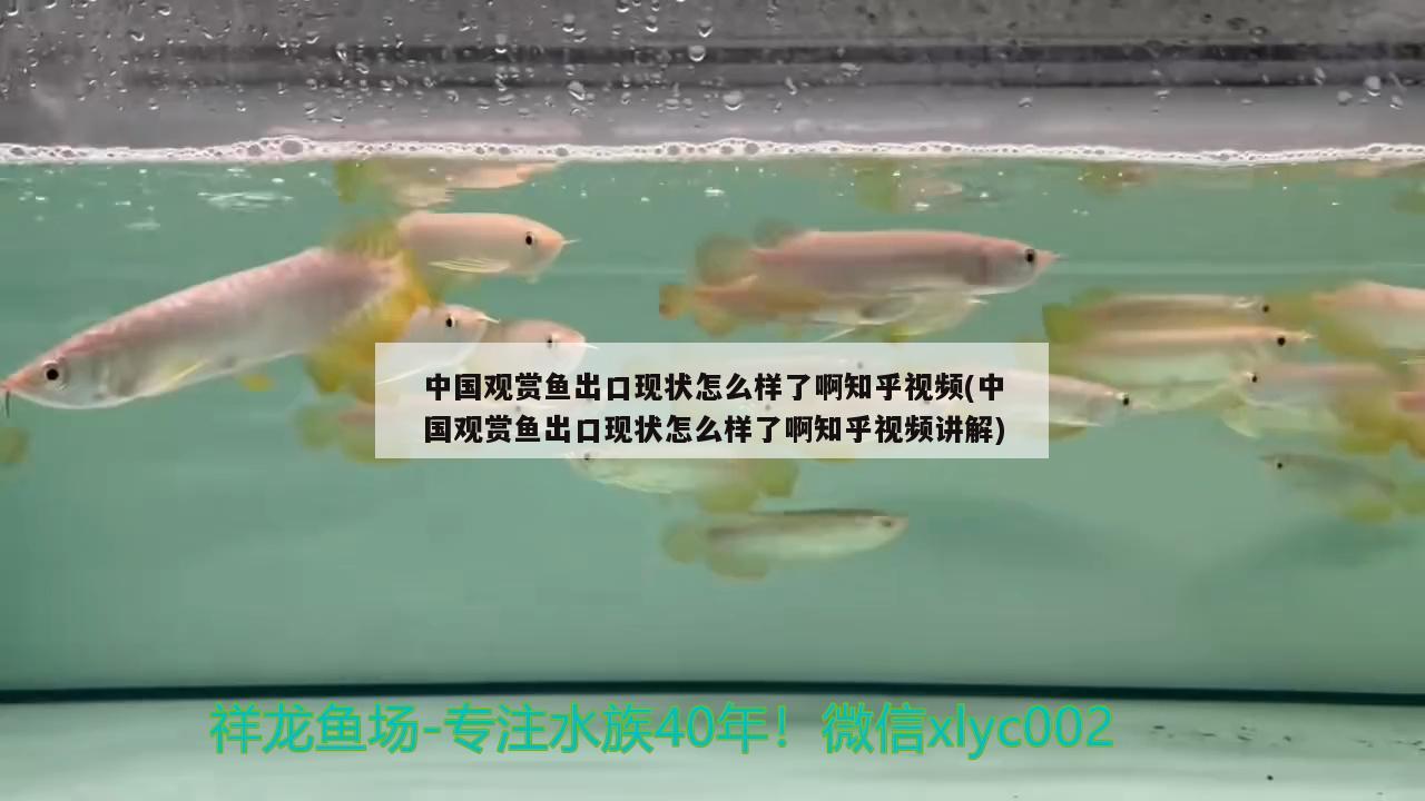 中國(guó)觀賞魚出口現(xiàn)狀怎么樣了啊知乎視頻(中國(guó)觀賞魚出口現(xiàn)狀怎么樣了啊知乎視頻講解) 觀賞魚進(jìn)出口