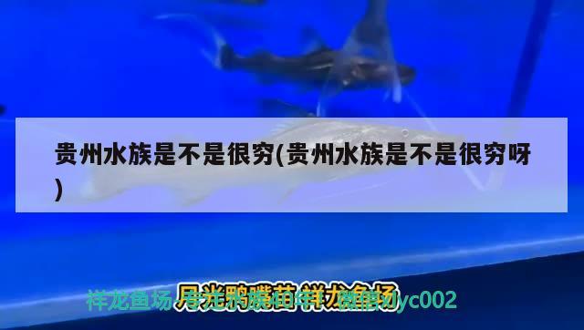 貴州水族是不是很窮(貴州水族是不是很窮呀) 野彩魚