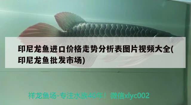 印尼龍魚進(jìn)口價格走勢分析表圖片視頻大全(印尼龍魚批發(fā)市場) 龍魚批發(fā)