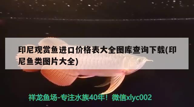 印尼觀賞魚進口價格表大全圖庫查詢下載(印尼魚類圖片大全) 觀賞魚進出口