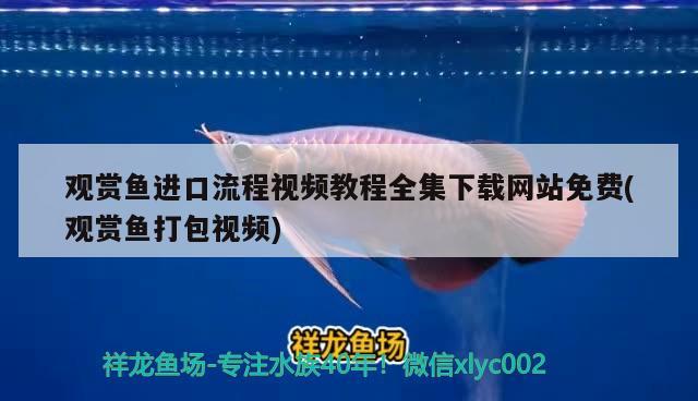 觀賞魚進口流程視頻教程全集下載網站免費(觀賞魚打包視頻) 觀賞魚進出口