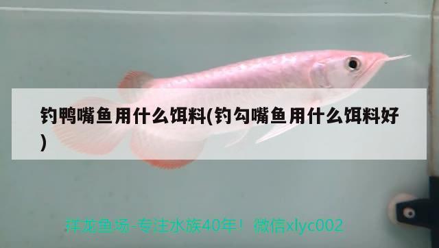 釣鴨嘴魚(yú)用什么餌料(釣勾嘴魚(yú)用什么餌料好) 垂釣樂(lè)園