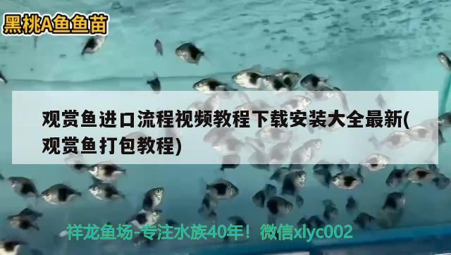 觀賞魚(yú)進(jìn)口流程視頻教程下載安裝大全最新(觀賞魚(yú)打包教程)