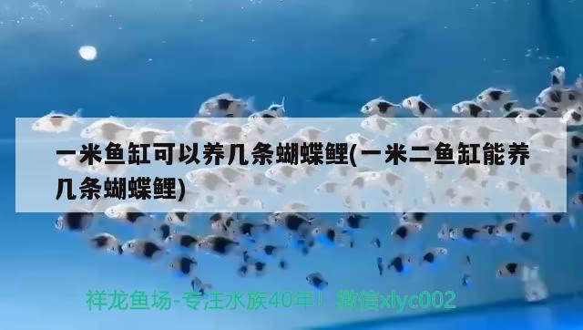 一米魚(yú)缸可以養(yǎng)幾條蝴蝶鯉(一米二魚(yú)缸能養(yǎng)幾條蝴蝶鯉) 蝴蝶鯉