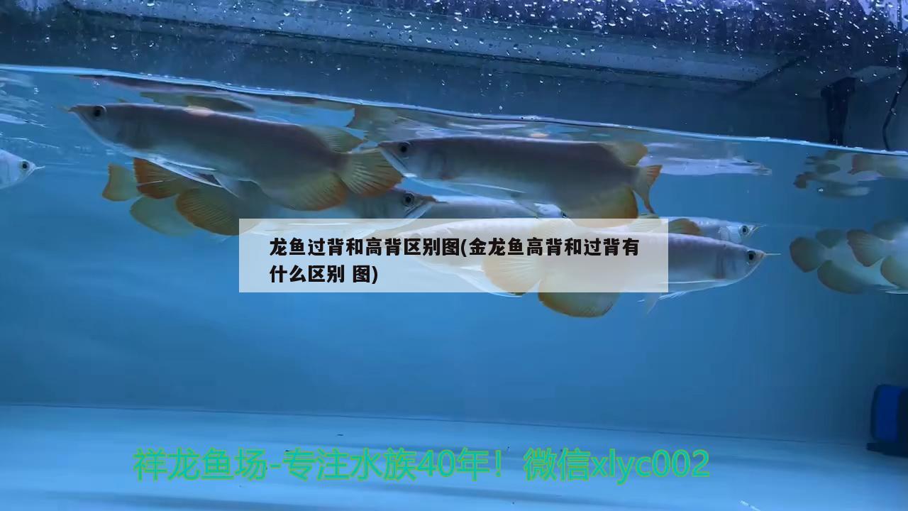 龍魚過背和高背區(qū)別圖(金龍魚高背和過背有什么區(qū)別圖) 廣州水族批發(fā)市場