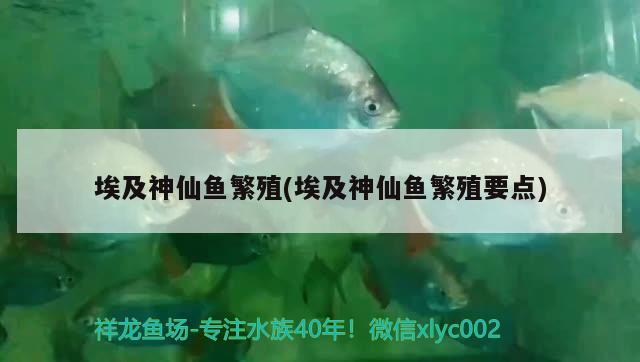 埃及神仙魚繁殖(埃及神仙魚繁殖要點(diǎn)) 埃及神仙魚