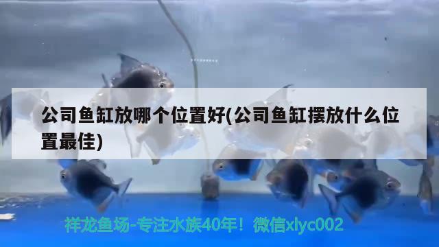 公司魚缸放哪個位置好(公司魚缸擺放什么位置最佳) 細線銀板魚苗