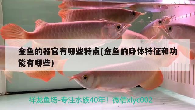 金魚的器官有哪些特點(diǎn)(金魚的身體特征和功能有哪些) 廣州龍魚批發(fā)市場(chǎng)