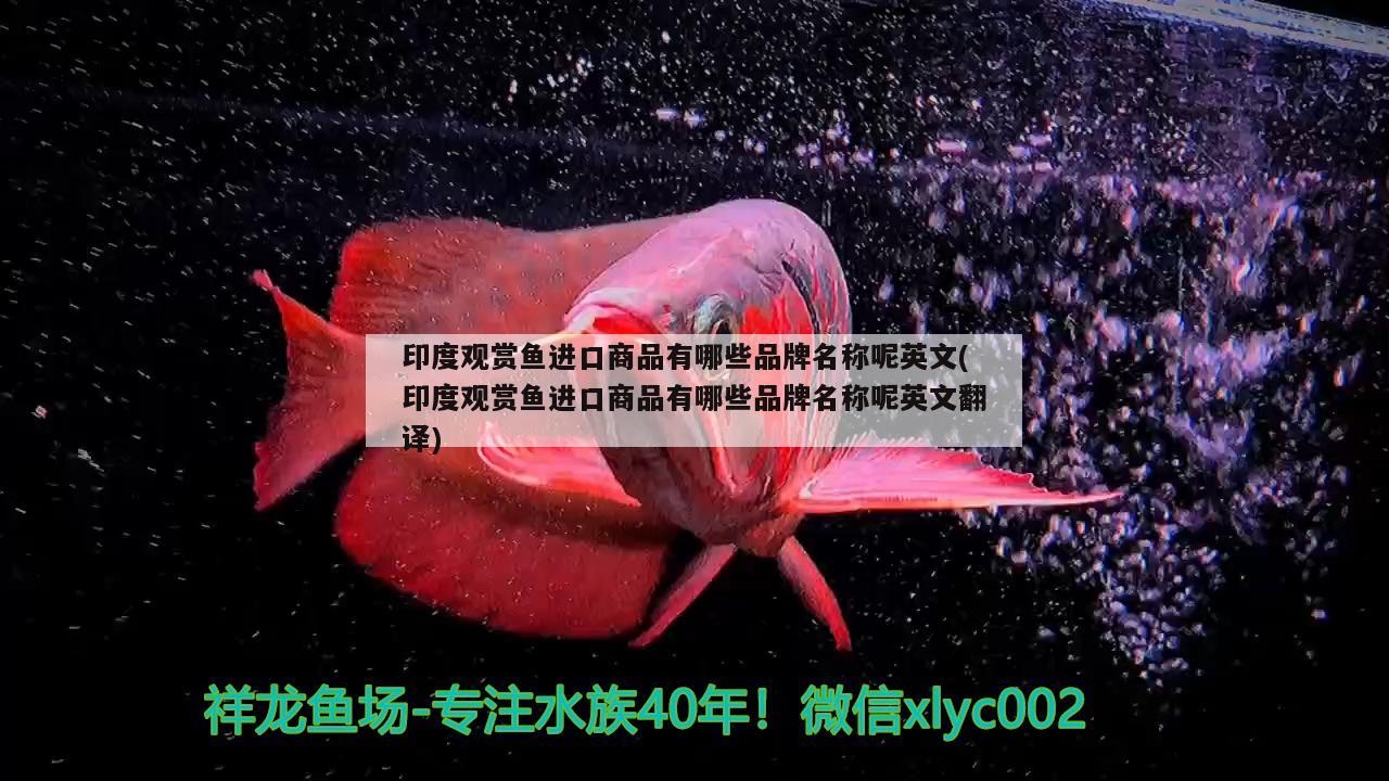 印度觀賞魚進口商品有哪些品牌名稱呢英文(印度觀賞魚進口商品有哪些品牌名稱呢英文翻譯) 觀賞魚進出口