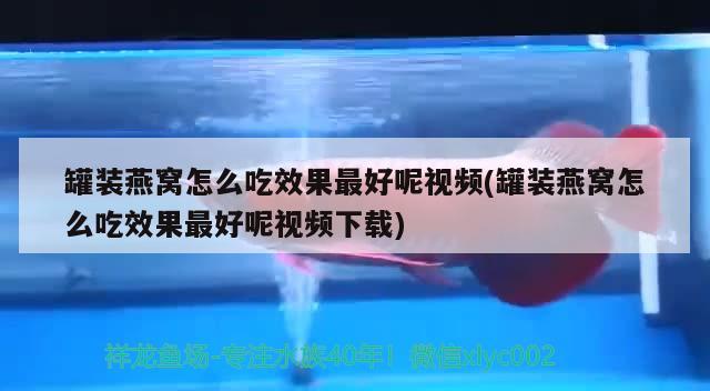 罐裝燕窩怎么吃效果最好呢視頻(罐裝燕窩怎么吃效果最好呢視頻下載) 馬來西亞燕窩