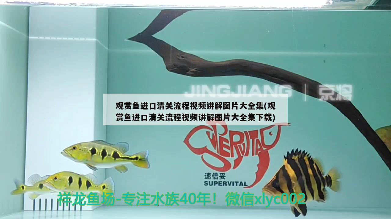 觀賞魚進(jìn)口清關(guān)流程視頻講解圖片大全集(觀賞魚進(jìn)口清關(guān)流程視頻講解圖片大全集下載)