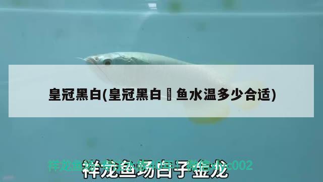 皇冠黑白(皇冠黑白魟魚水溫多少合適)