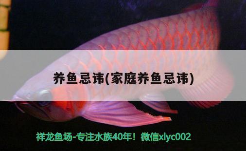 養(yǎng)魚(yú)忌諱(家庭養(yǎng)魚(yú)忌諱) 黃金招財(cái)貓魚(yú)