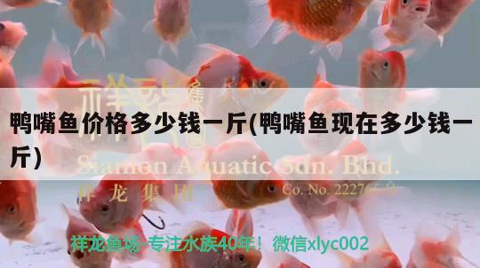 鴨嘴魚價格多少錢一斤(鴨嘴魚現(xiàn)在多少錢一斤) 粗線銀版魚