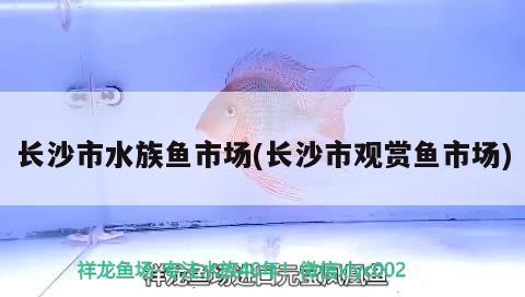 長沙市水族魚市場(長沙市觀賞魚市場) 觀賞魚市場（混養(yǎng)魚）