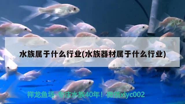 水族屬于什么行業(yè)(水族器材屬于什么行業(yè)) 國(guó)產(chǎn)元寶鳳凰魚(yú)