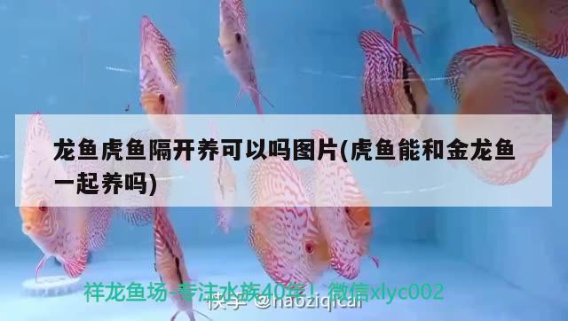 龍魚虎魚隔開養(yǎng)可以嗎圖片(虎魚能和金龍魚一起養(yǎng)嗎)